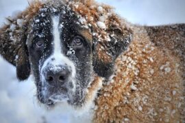 DIÁRIO DE UMA CÃO !!