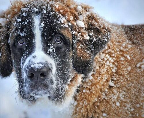 DIÁRIO DE UMA CÃO !!
