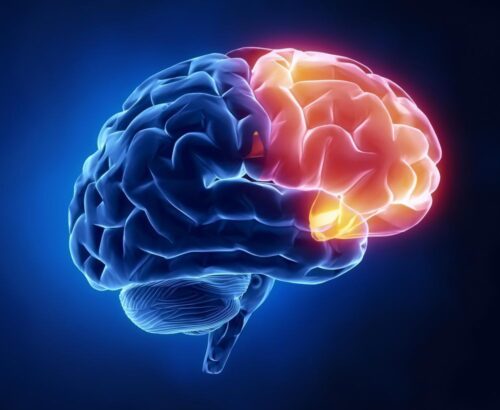 O CÉREBRO NA ÓTICA ESPÍRITA