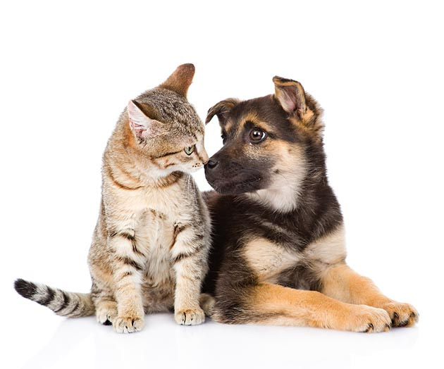 caes-e-gatos